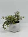 Portulacaria afra variegata