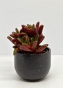 Peperomia dolabriformis 'Ruby Glow'