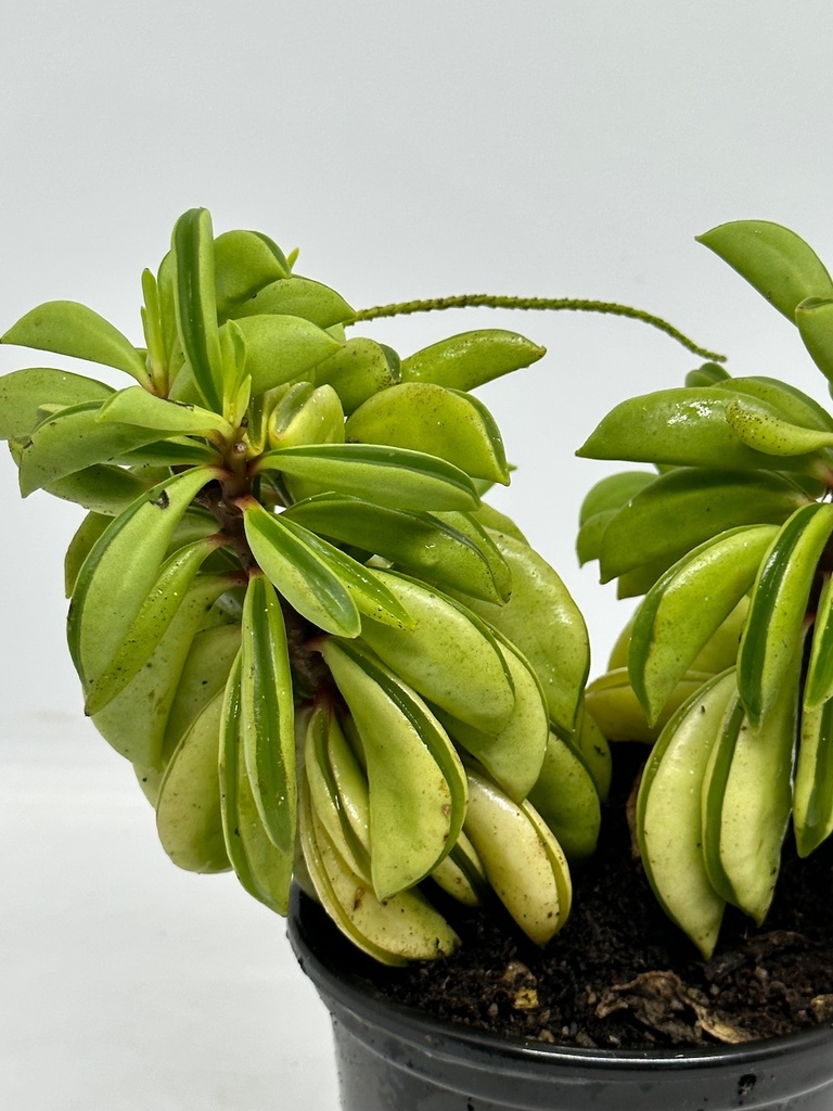 Peperomia dolabriformis