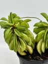 Peperomia dolabriformis