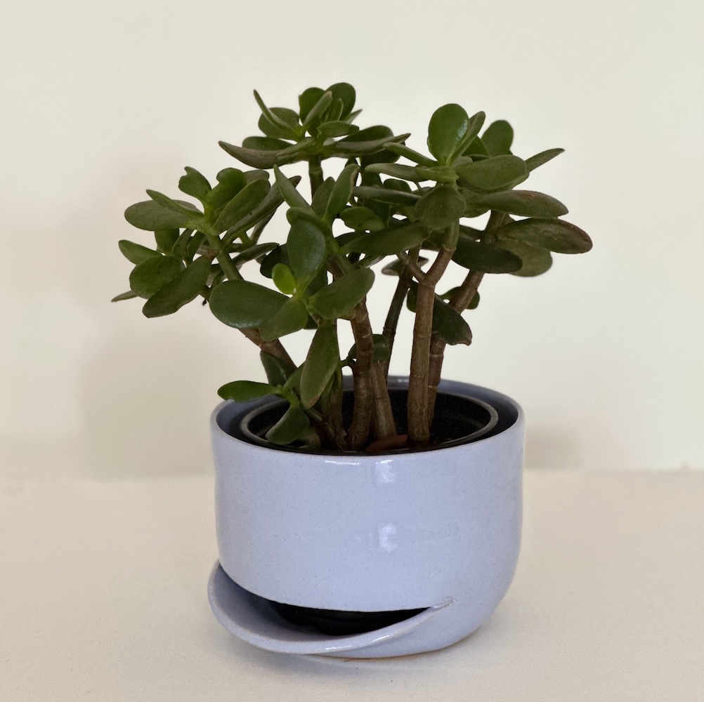 Crassula ovata "Jade"