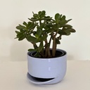 Crassula ovata "Jade"