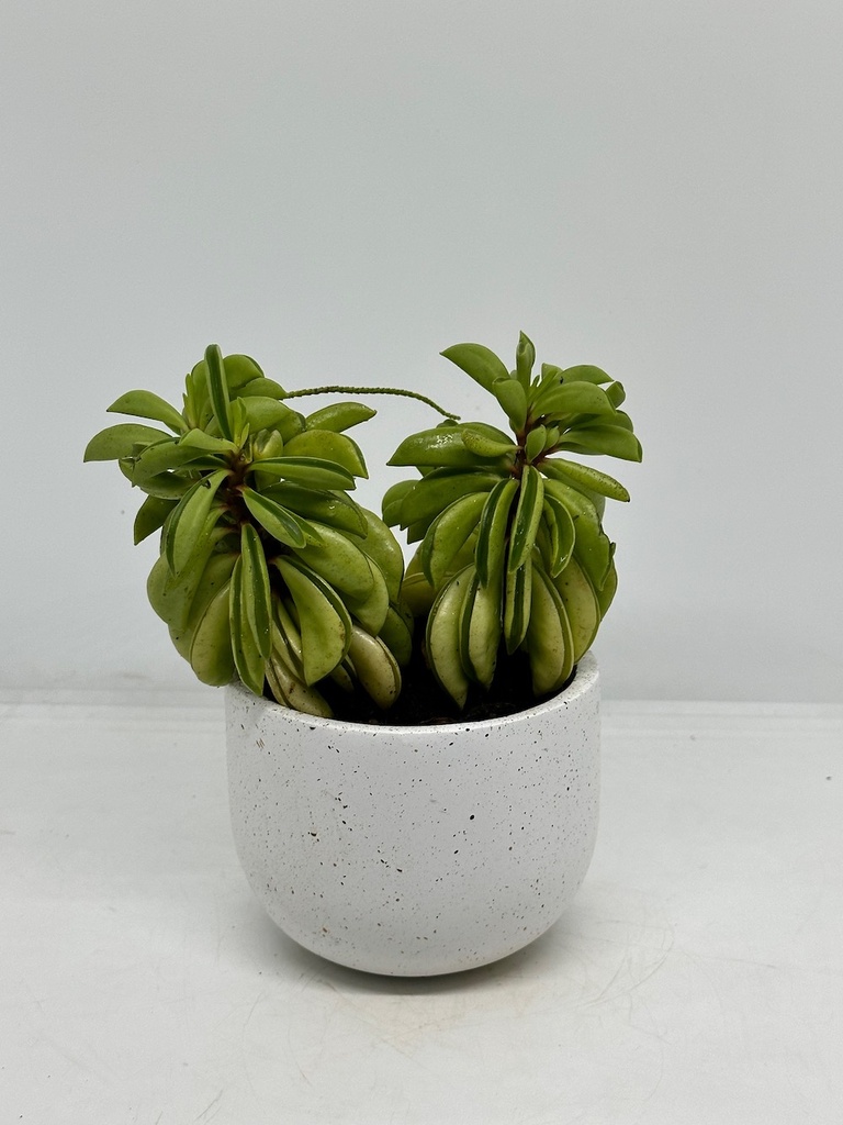Peperomia dolabriformis