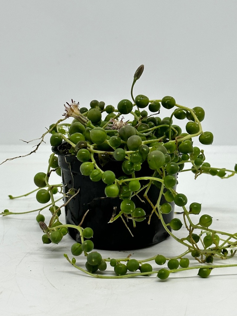 Senecio rowleyanus