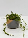 Senecio rowleyanus