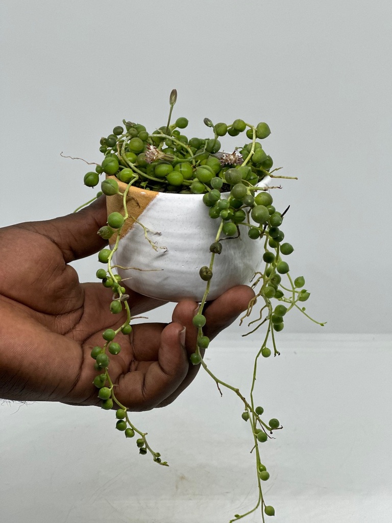 Senecio rowleyanus