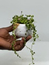 Senecio rowleyanus