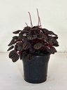 Peperomia caperata 'Red Luna'