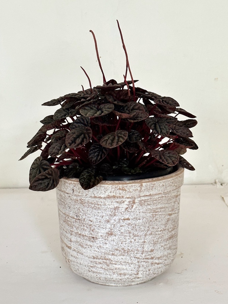 Peperomia caperata 'Red Luna'