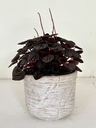 Peperomia caperata 'Red Luna'