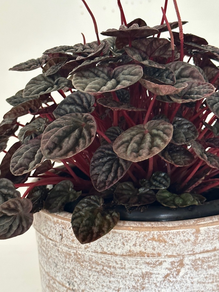 Peperomia caperata 'Red Luna'