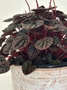 Peperomia caperata 'Red Luna'