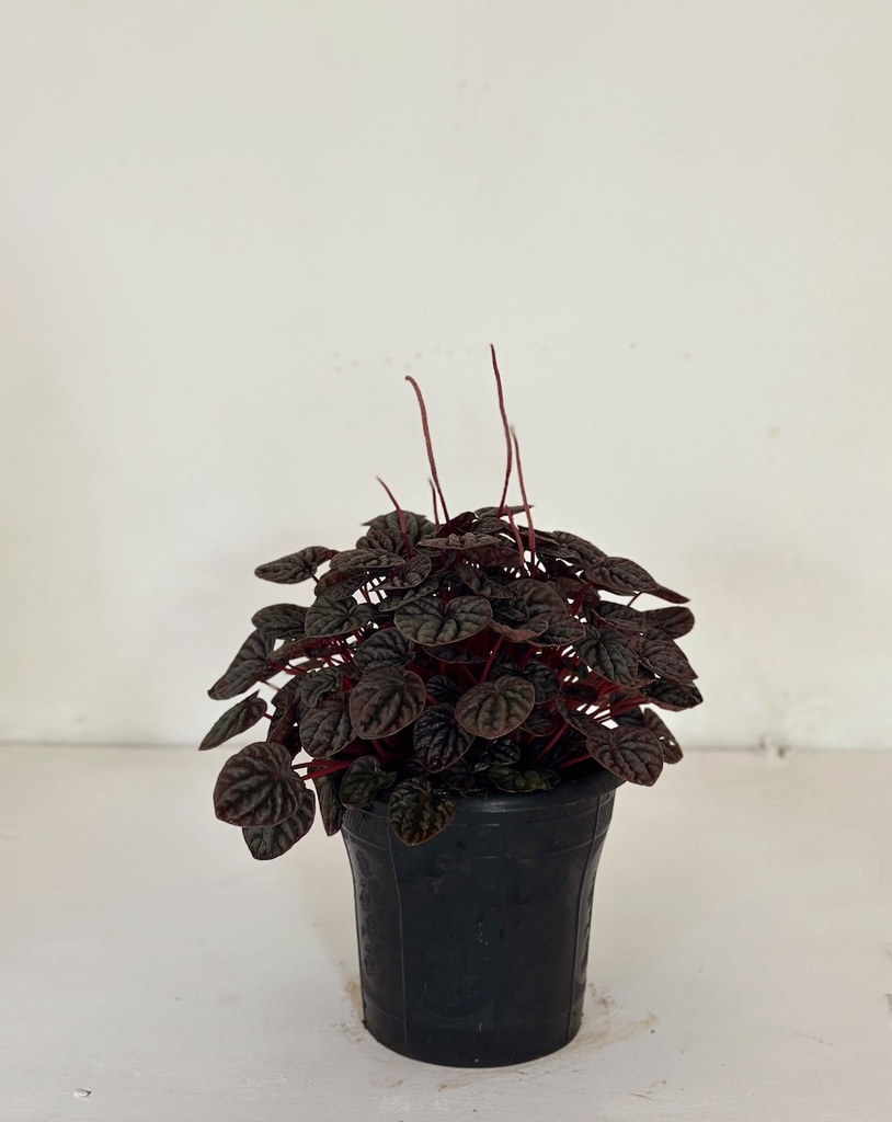 Peperomia caperata 'Red Luna'