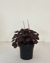 Peperomia caperata 'Red Luna'