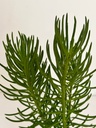 Senecio barbertonicus