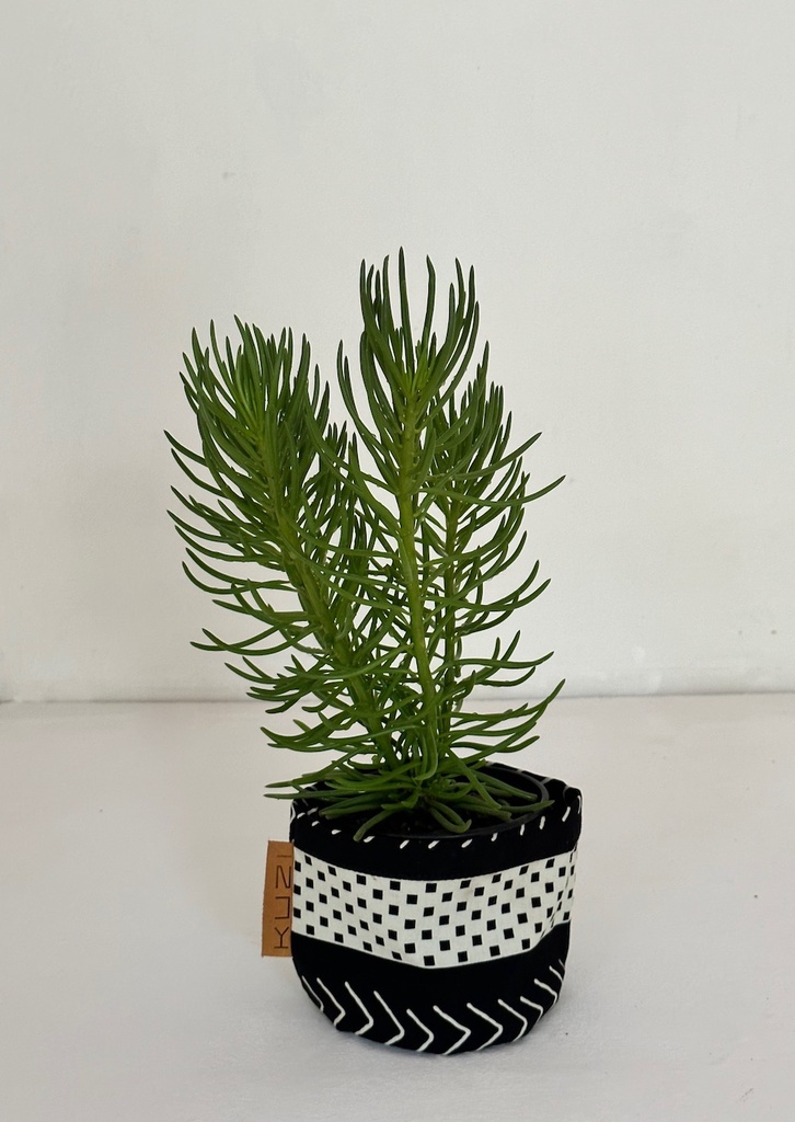 Senecio barbertonicus