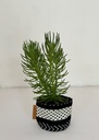 Senecio barbertonicus