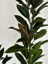 Ficus elastica 'Melany'