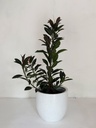 Ficus elastica 'Melany'