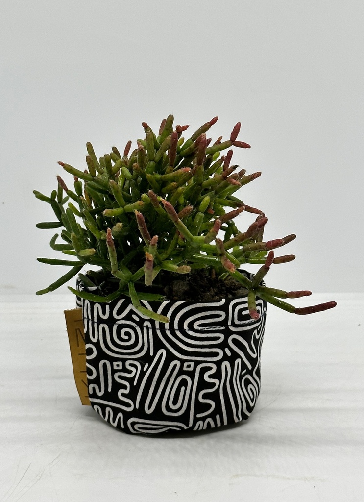 Rhipsalis cereuscula