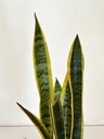 Sansevieria trifasciata 'Laurentii'