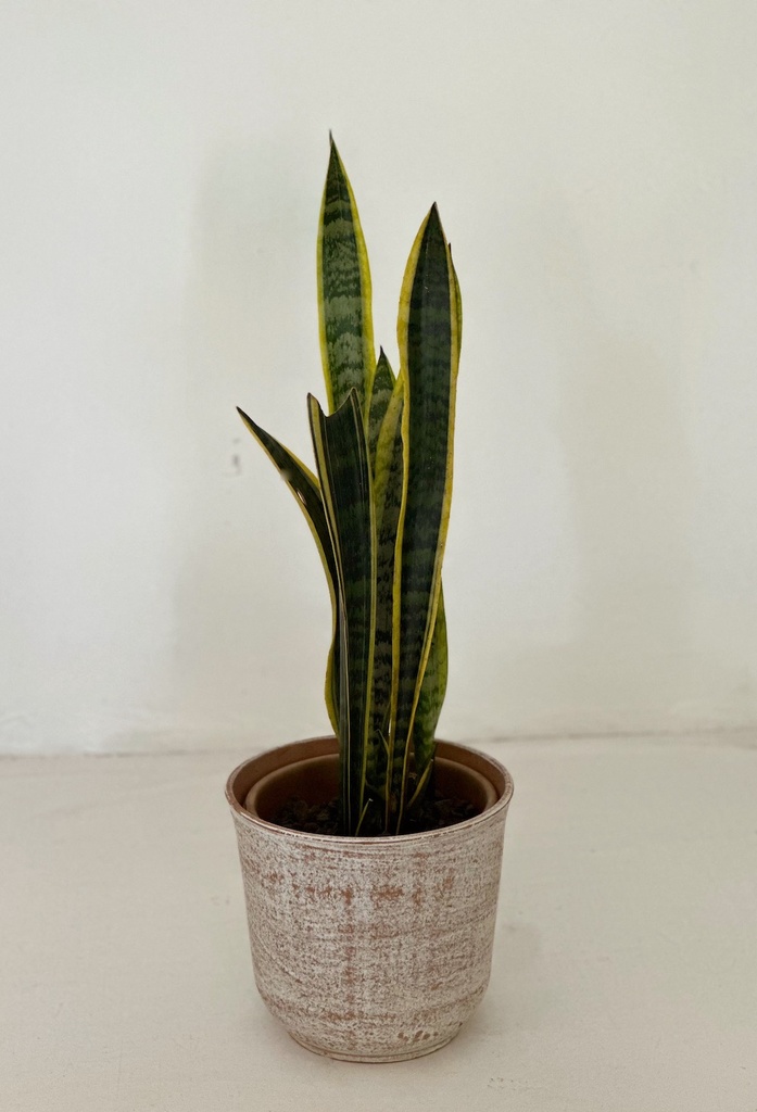 Sansevieria trifasciata 'Laurentii'