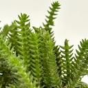 Crassula Muscosa