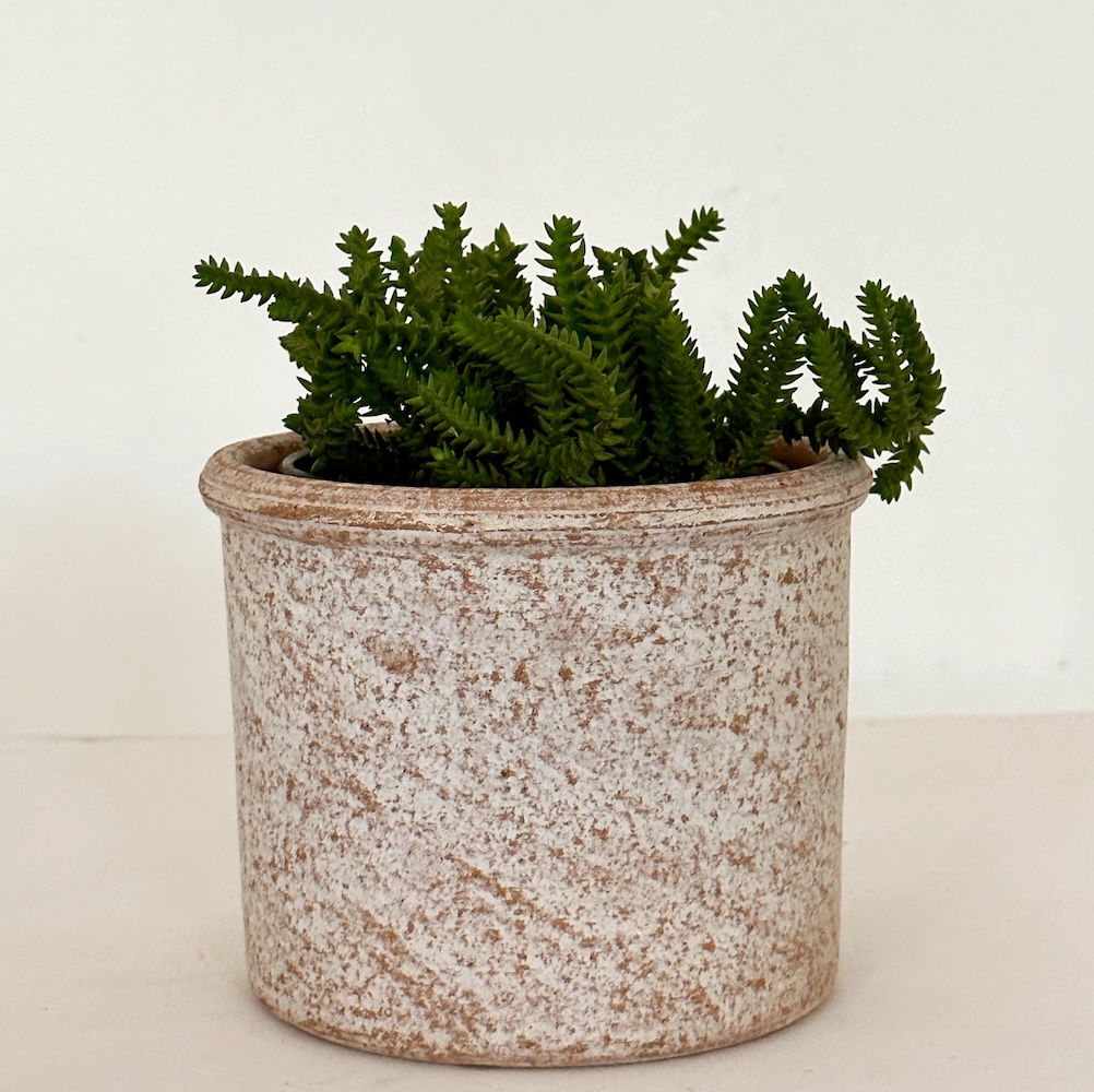 Crassula Muscosa