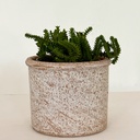 Crassula Muscosa