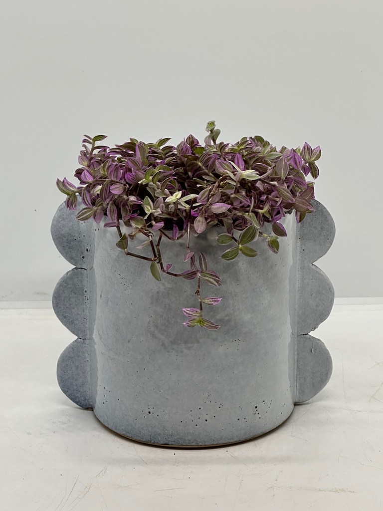 Calissa repens 'Pink Lady'