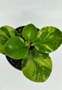 Peperomia obtusifolia variegata