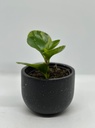 Peperomia obtusifolia variegata