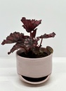 Begonia rex 'Etna'