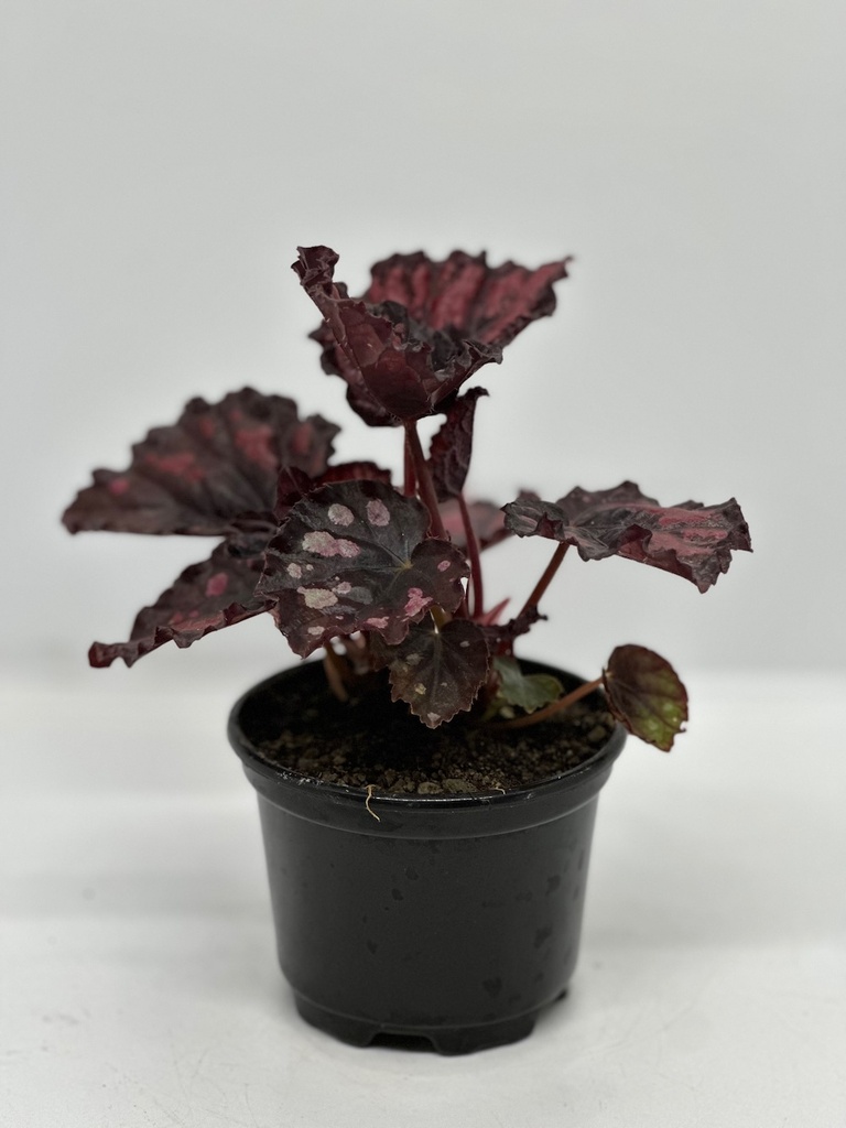 Begonia rex 'Etna'