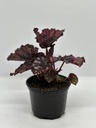 Begonia rex 'Etna'