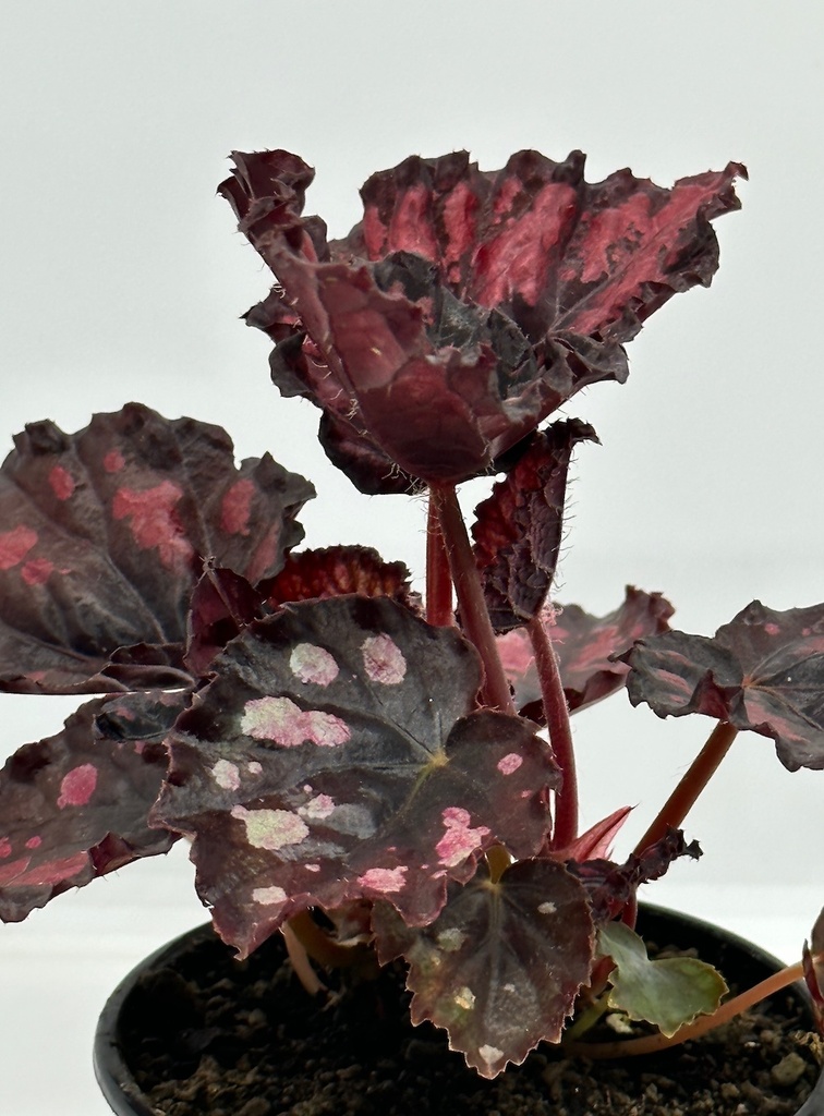 Begonia rex 'Etna'