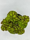 Begonia rex 'zumba'