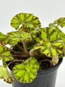 Begonia rex 'zumba'