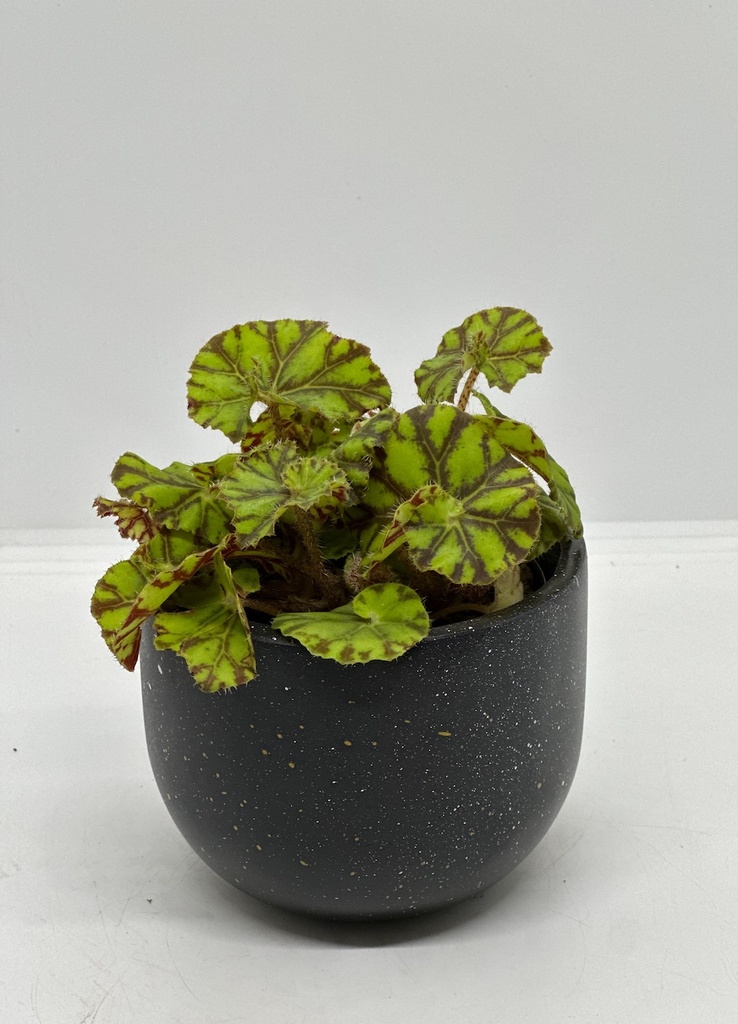 Begonia rex 'zumba'