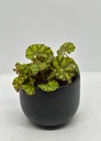 Begonia rex 'zumba'