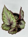 Begonia rex 'Putz'