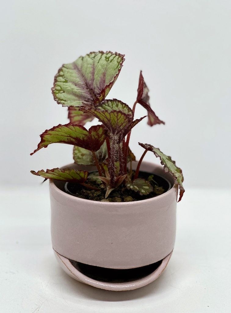 Begonia rex 'Putz'