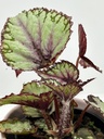 Begonia rex 'Putz'