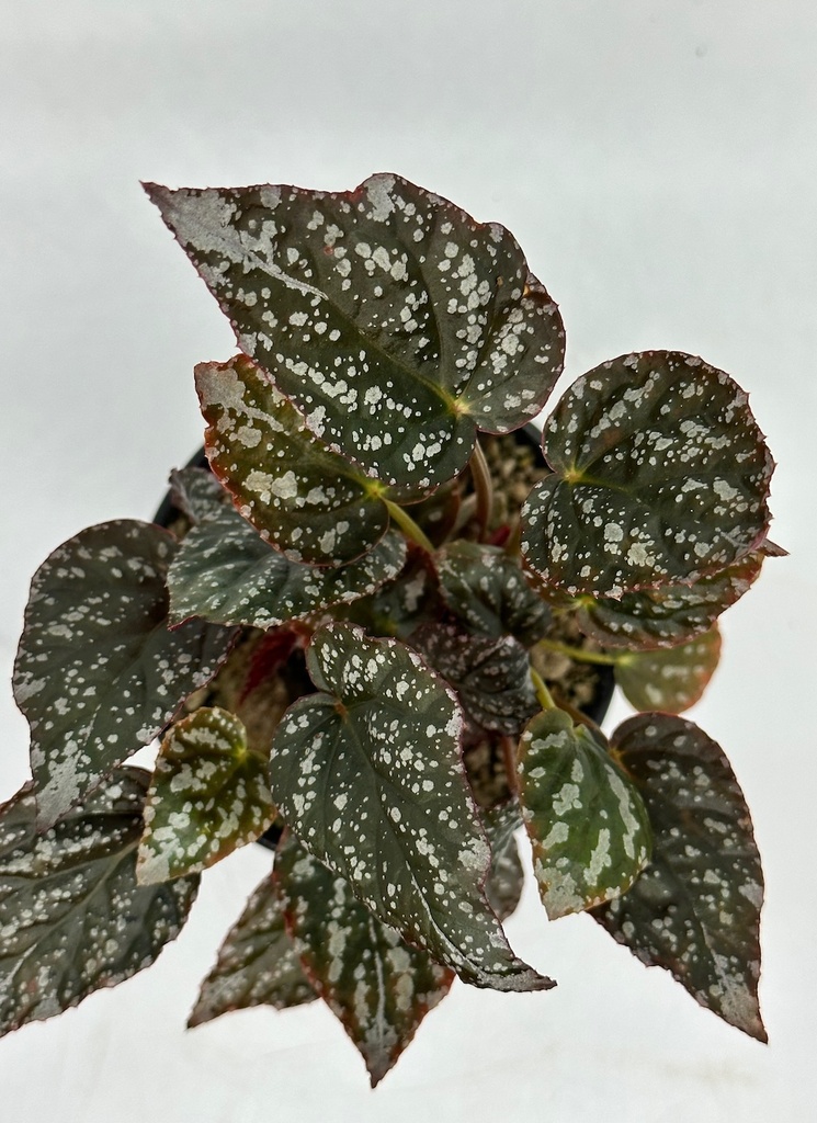Begonia argenteo guttata