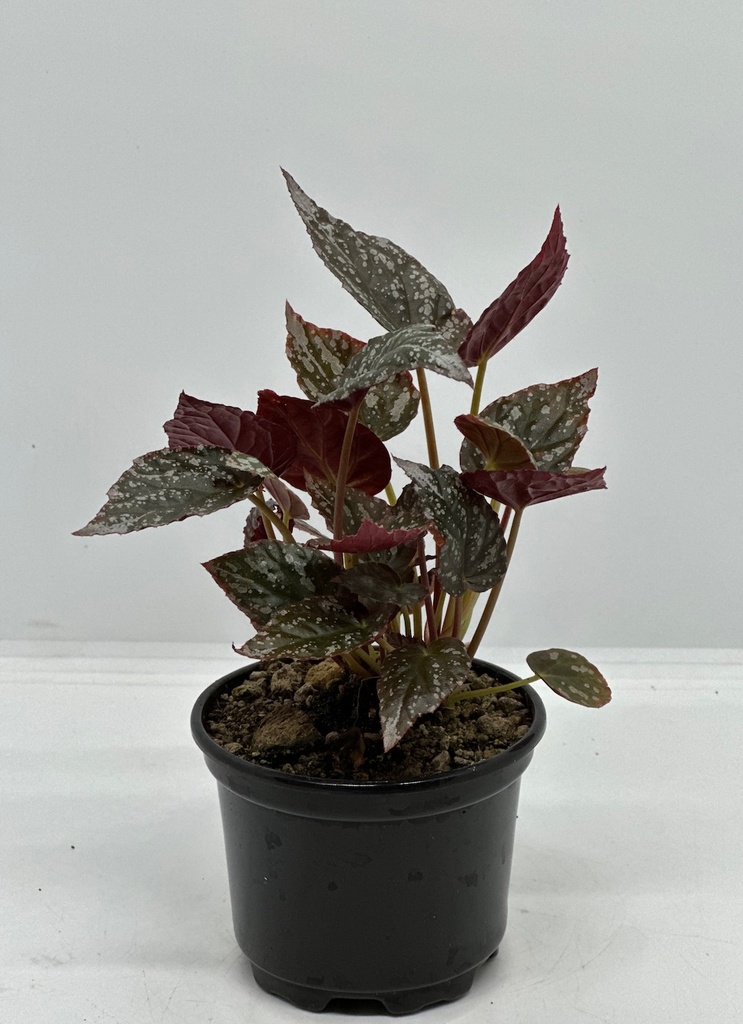 Begonia argenteo guttata