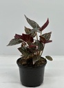 Begonia argenteo guttata