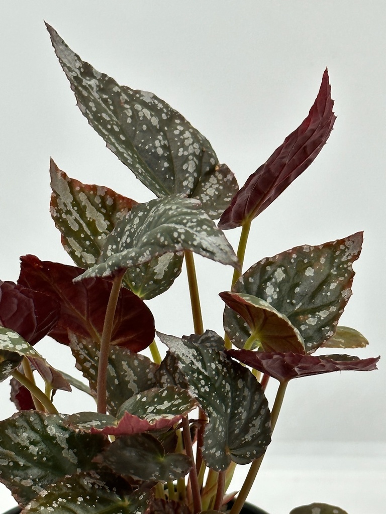 Begonia argenteo guttata