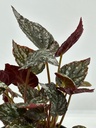 Begonia argenteo guttata