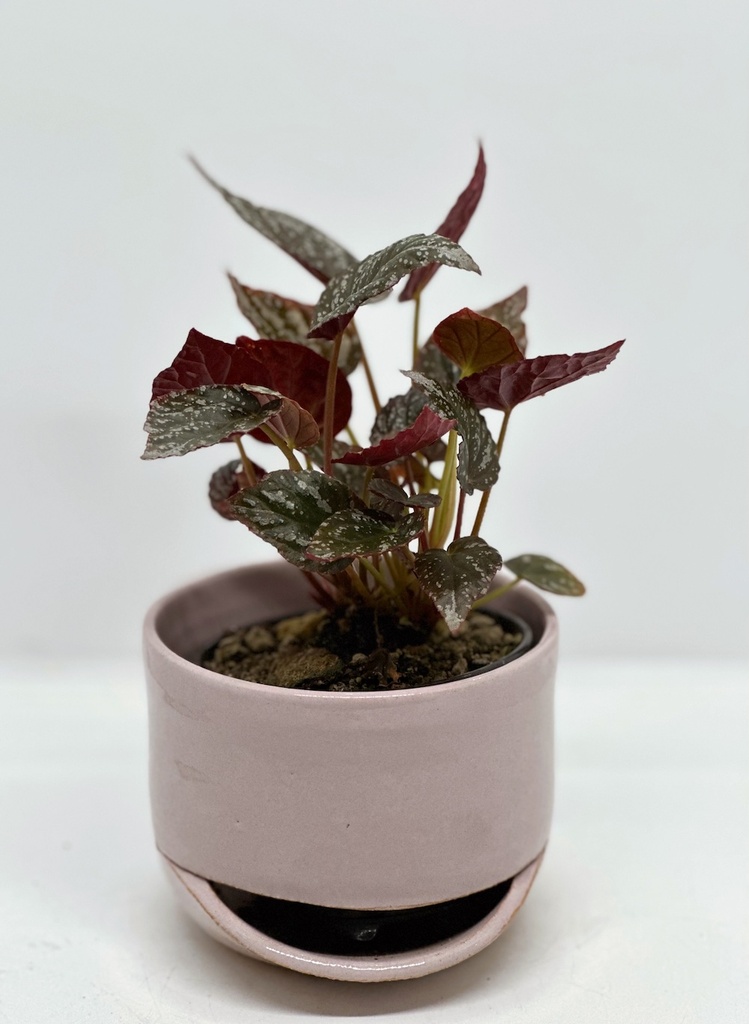 Begonia argenteo guttata