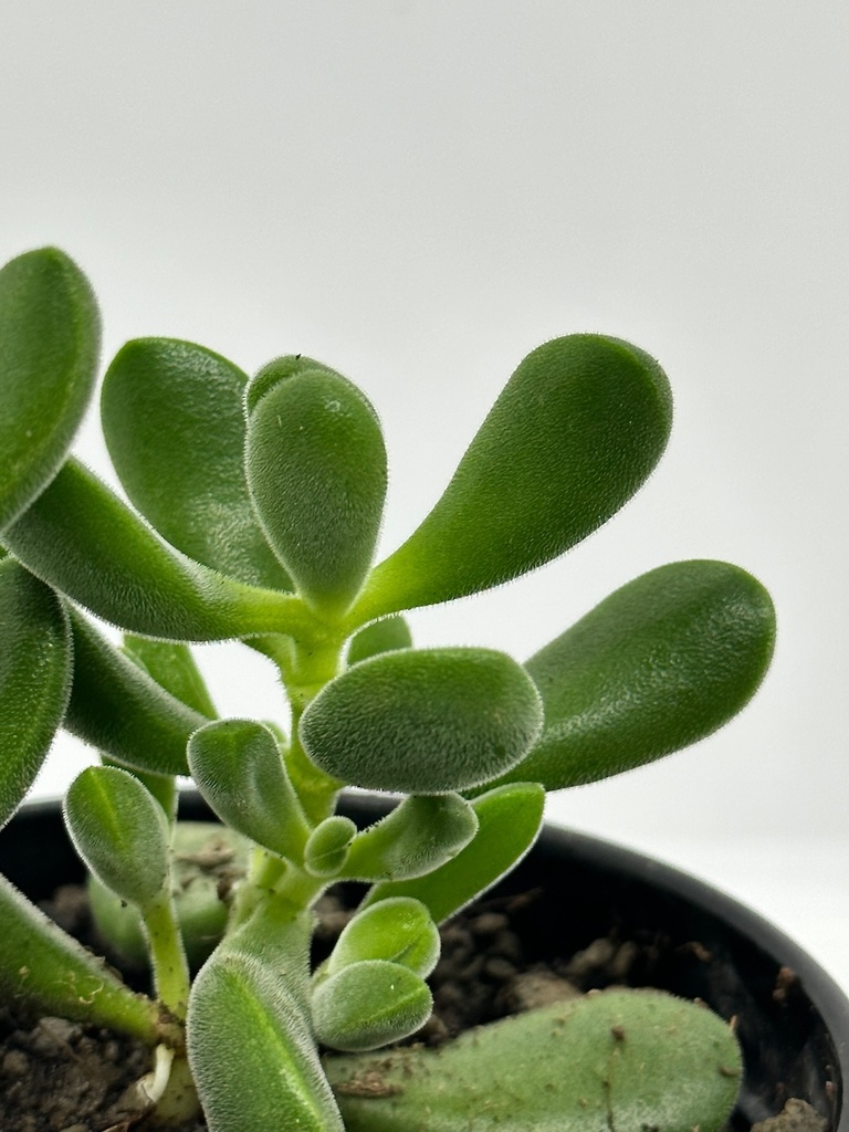 Crassula rogersii